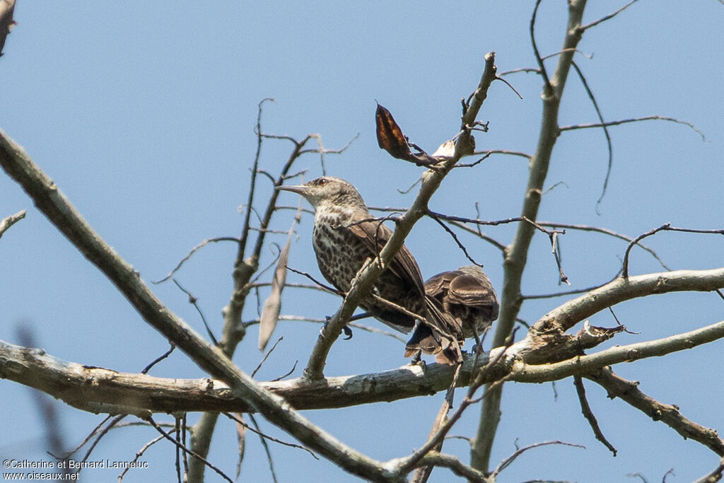 Thrush-like Wrenadult, habitat