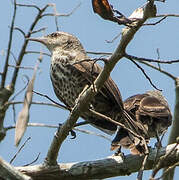 Thrush-like Wren