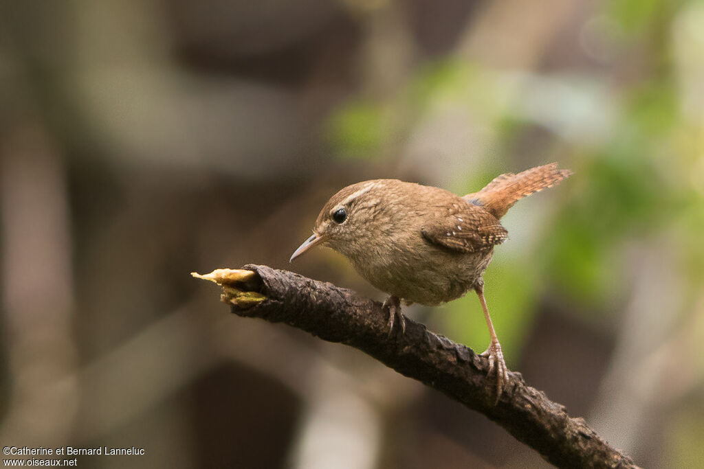 Eurasian Wrenadult