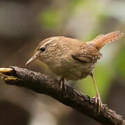 Eurasian Wren