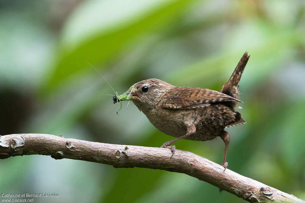 Eurasian Wrenadult, feeding habits