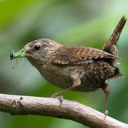 Eurasian Wren