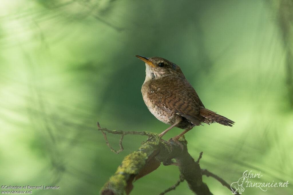 Eurasian Wrenadult, identification