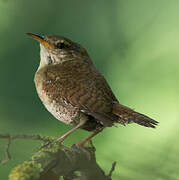 Eurasian Wren