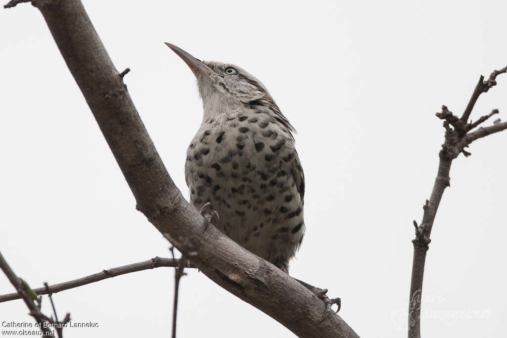 Stripe-backed Wren, close-up portrait