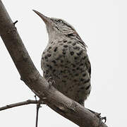 Stripe-backed Wren