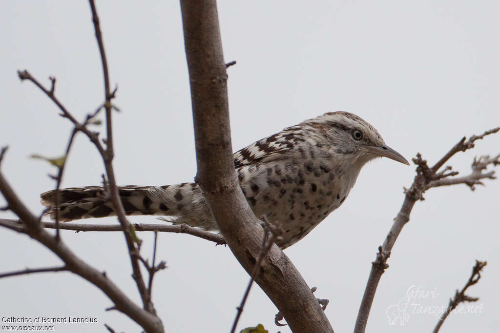 Stripe-backed Wrenadult, identification