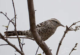 Stripe-backed Wren