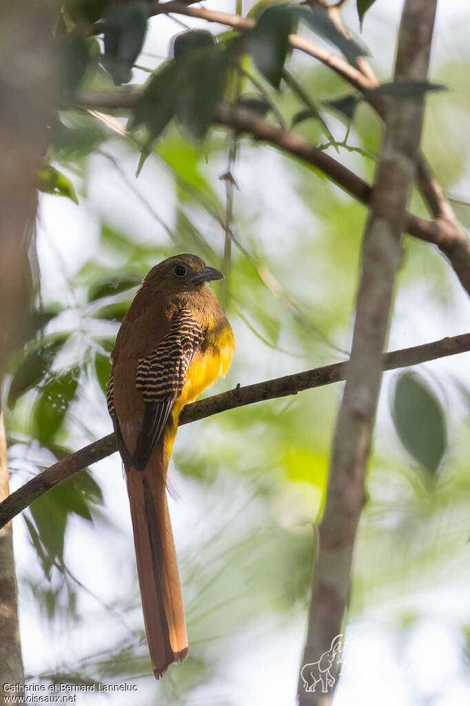 Trogon à poitrine jaune femelle adulte, identification