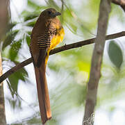 Trogon à poitrine jaune