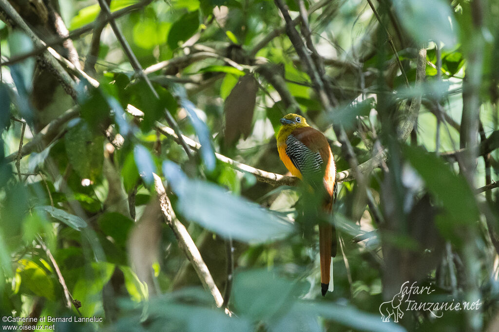 Orange-breasted Trogon male adult, habitat