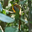 Trogon à poitrine jaune