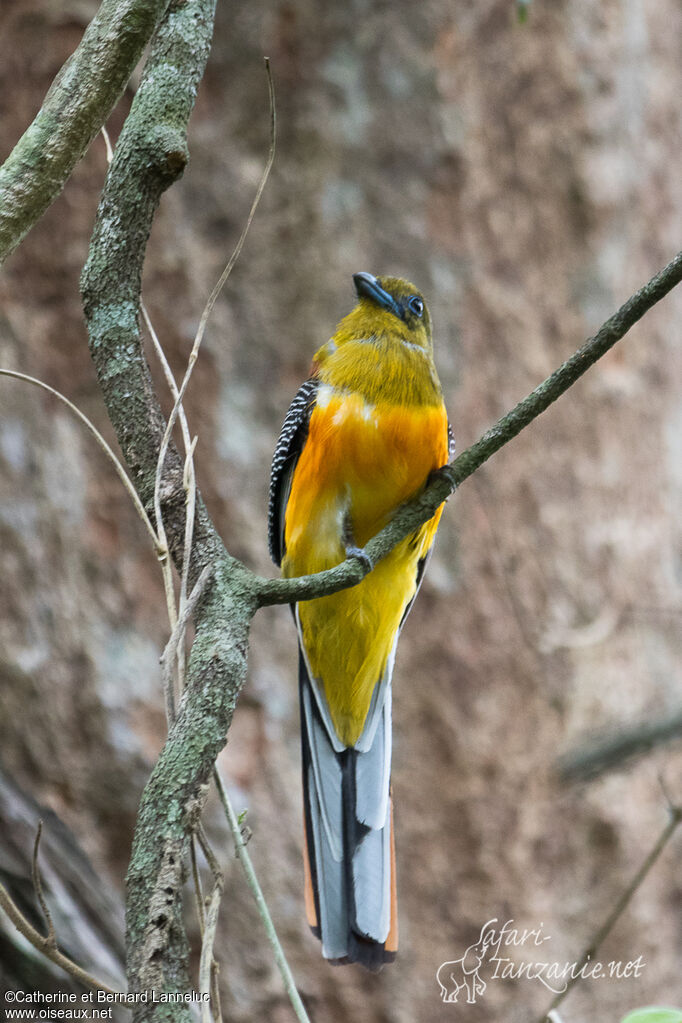 Trogon à poitrine jaune mâle adulte, composition