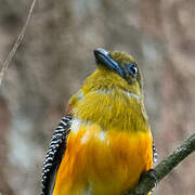 Orange-breasted Trogon