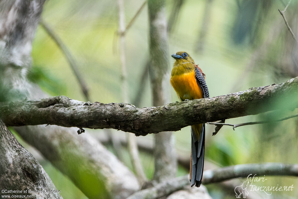 Orange-breasted Trogon male adult