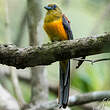 Trogon à poitrine jaune