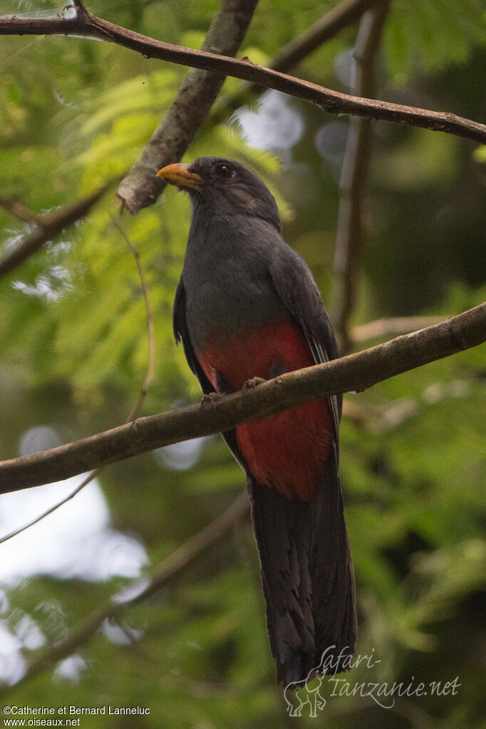 Trogon à queue noire femelle adulte, identification