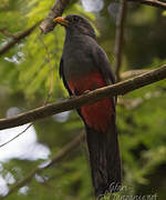 Trogon à queue noire