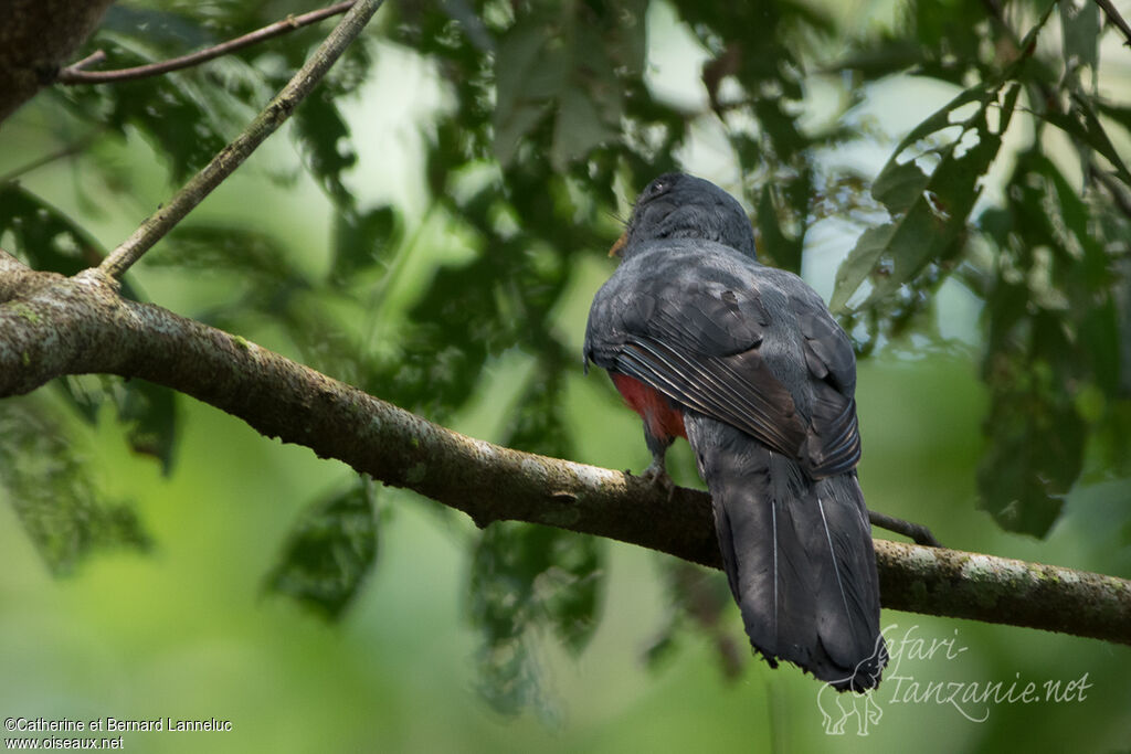 Trogon à queue noire femelle adulte