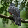 Trogon à queue noire