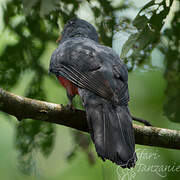 Trogon à queue noire