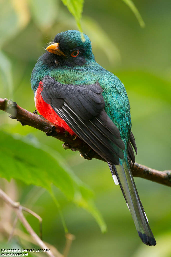 Masked Trogon male adult, aspect