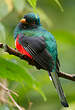 Trogon masqué