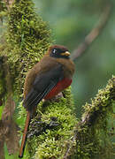 Trogon masqué