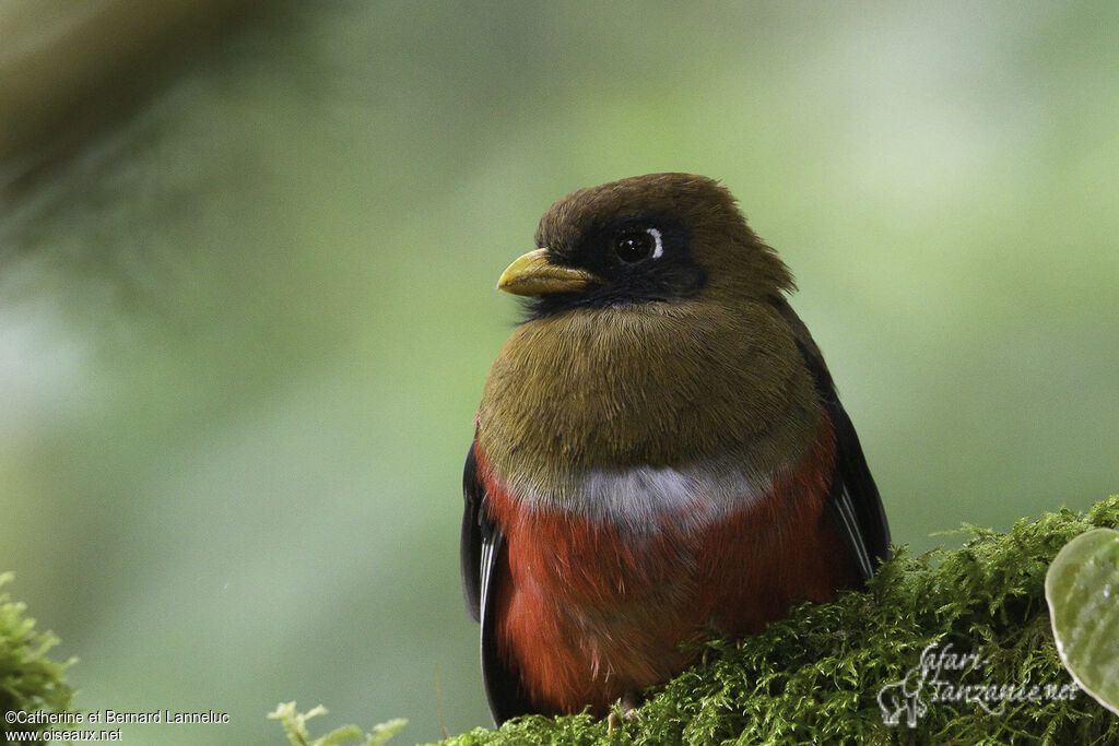 Masked Trogon female adult, close-up portrait