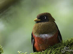 Trogon masqué