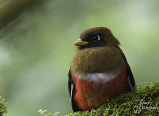 Trogon masqué