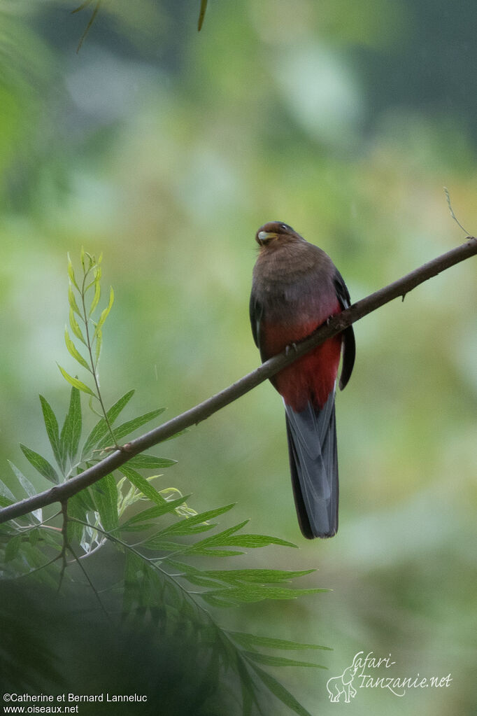 Trogon narina femelle adulte, habitat