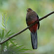 Trogon narina