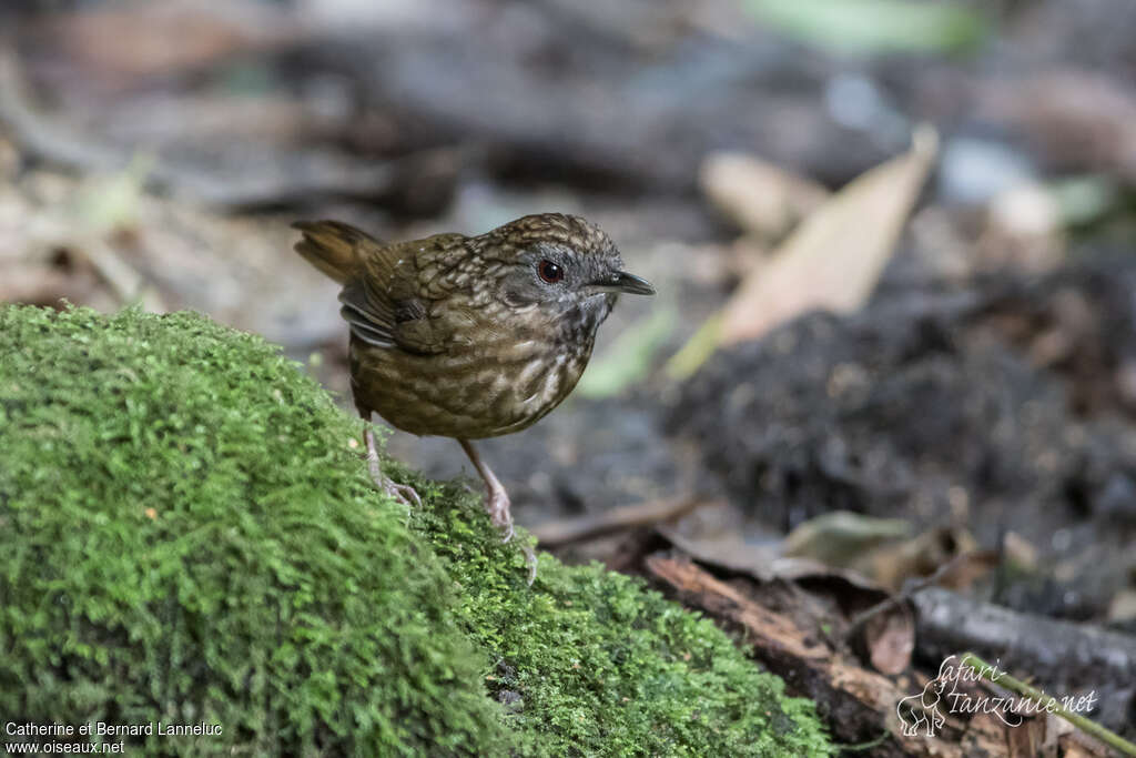 Streaked Wren-Babbleradult, habitat, pigmentation