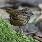 Streaked Wren-Babbler