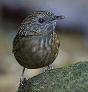 Streaked Wren-Babbler