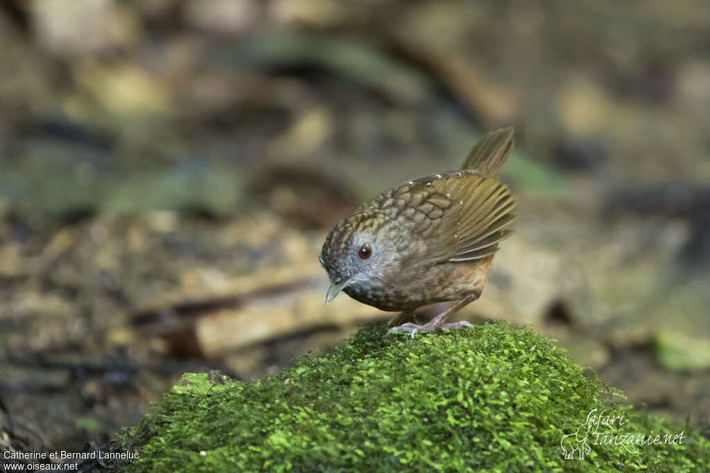 Streaked Wren-Babbleradult, identification