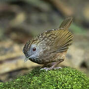 Streaked Wren-Babbler