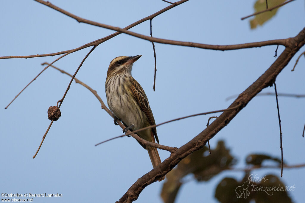 Streaked Flycatcher