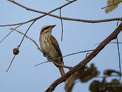 Streaked Flycatcher