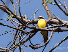 Rusty-margined Flycatcher