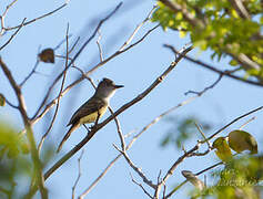 Brown-crested Flycatcher