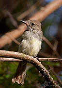 Galapagos Flycatcher