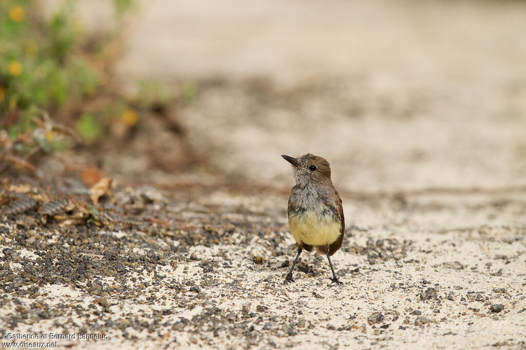 Galapagos Flycatcher