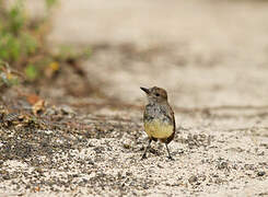 Galapagos Flycatcher