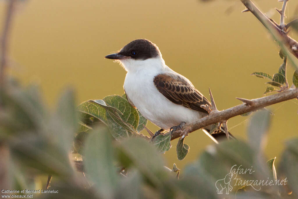 Tyran des savanesjuvénile, identification