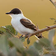 Fork-tailed Flycatcher