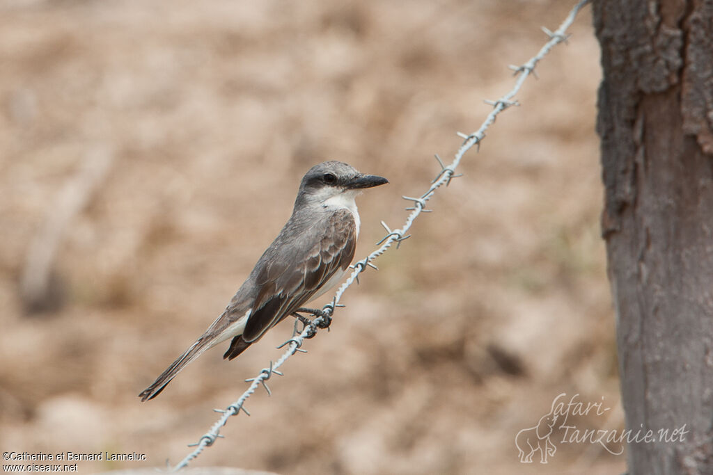 Grey Kingbirdadult, Behaviour