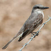 Grey Kingbird