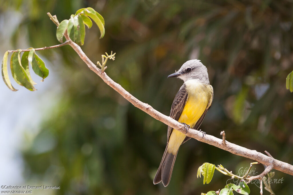 Tropical Kingbird